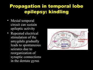 Propagation in temporal lobe
epilepsy: kindling
• Mesial temporal
circuit can sustain
epileptic activity
• Repeated electrical
stimulation of the
amygdala gradually
leads to spontaneous
seizures due to
reorganization of
synaptic connections
in the dentate gyrus

 