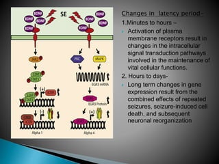 Changes in latency period-
1.Minutes to hours –
 Activation of plasma
membrane receptors result in
changes in the intracellular
signal transduction pathways
involved in the maintenance of
vital cellular functions.
2. Hours to days-
 Long term changes in gene
expression result from the
combined effects of repeated
seizures, seizure-induced cell
death, and subsequent
neuronal reorganization
 