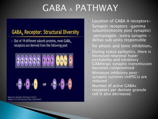  Location of GABA A receptors-
• Synaptic receptors -gamma
subunits(mostly post synaptic)
• perisynaptic /extra synaptic -
deltas sub units responsible
for phasic and tonic inhibition.
 During status epileptics, there is
increased neuronal hyper
excitability and inhibitory
GABAergic synaptic transmission
becomes compromised
• Miniature inhibitory post-
synaptic currents (mIPSCs) are
reduced
• Number of active GABAA
receptors per dentate granule
cell is also decreased.
 