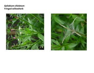 Epilobium ciliolatum
Fringed willowherb

 