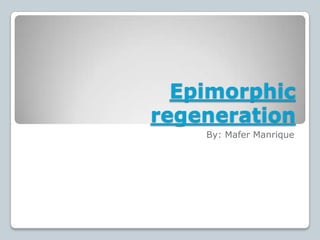 Epimorphic
regeneration
    By: Mafer Manrique
 
