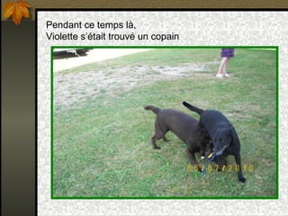 Pendant ce temps là,
Violette s’était trouvé un copain