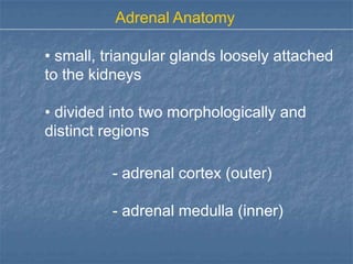 Adrenal Anatomy

• small, triangular glands loosely attached
to the kidneys

• divided into two morphologically and
distinct regions

          - adrenal cortex (outer)

          - adrenal medulla (inner)
 