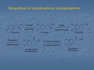 Biosynthesis of norepinephrine and epinephrine



                                               HO                   NH2                      HO                 NH2
                    NH2
                               Tyrosine                                       Dopa
HO
                CO2H
                           hydroxylase         HO
                                                                 CO2H
                                                                          Decarboxylase      HO

       L-Tyrosine                                     Levodopa                                    Dopamine

                                                                                                  OH
                                          OH
                                                                                     HO                  NHMe
     Dopamine             HO                    NH2
                                                         N-methyl transferase
     -hydroxylase         HO                             (in Adrenal medulla)        HO


                                                                                          Epinephrine
                           Norepinephrine                                                 (Adrenaline)
                           (Noradrenaline)
 