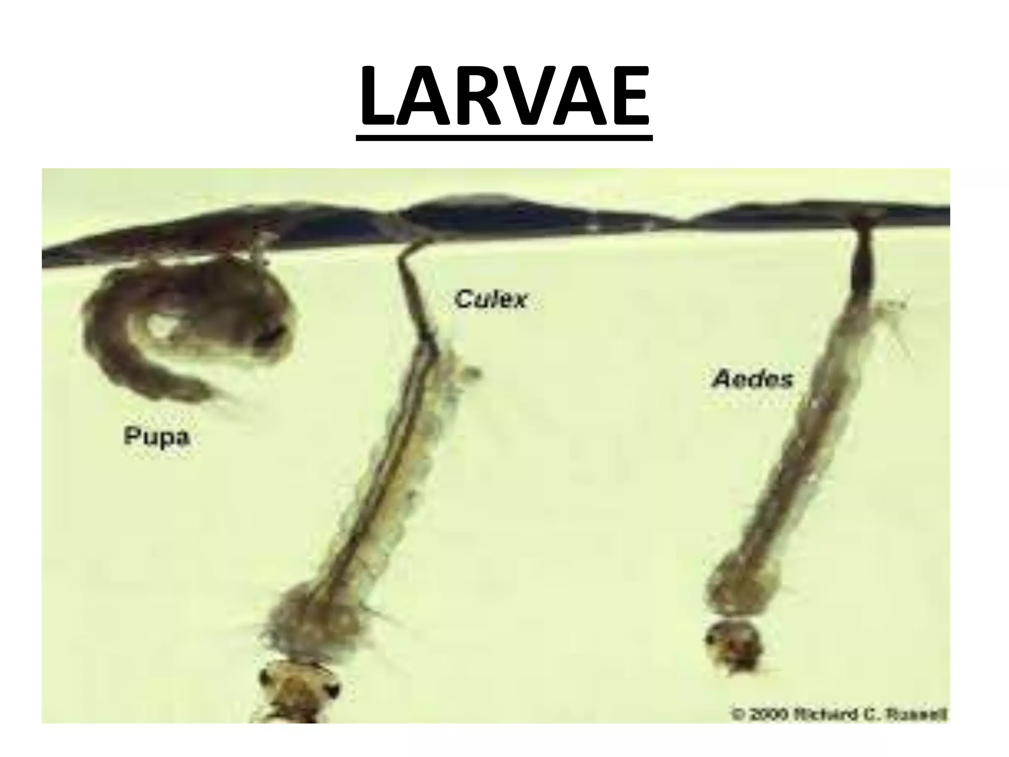 LARVAE
 