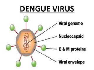 EPIDEMIOLOGY OF DENGUE | PPTX