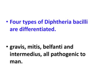 • Four types of Diphtheria bacilli
are differentiated.
• gravis, mitis, belfanti and
intermedius, all pathogenic to
man.
 