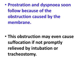 • Prostration and dyspnoea soon
follow because of the
obstruction caused by the
membrane.
• This obstruction may even cause
suffocation if not promptly
relieved by intubation or
tracheostomy.
 