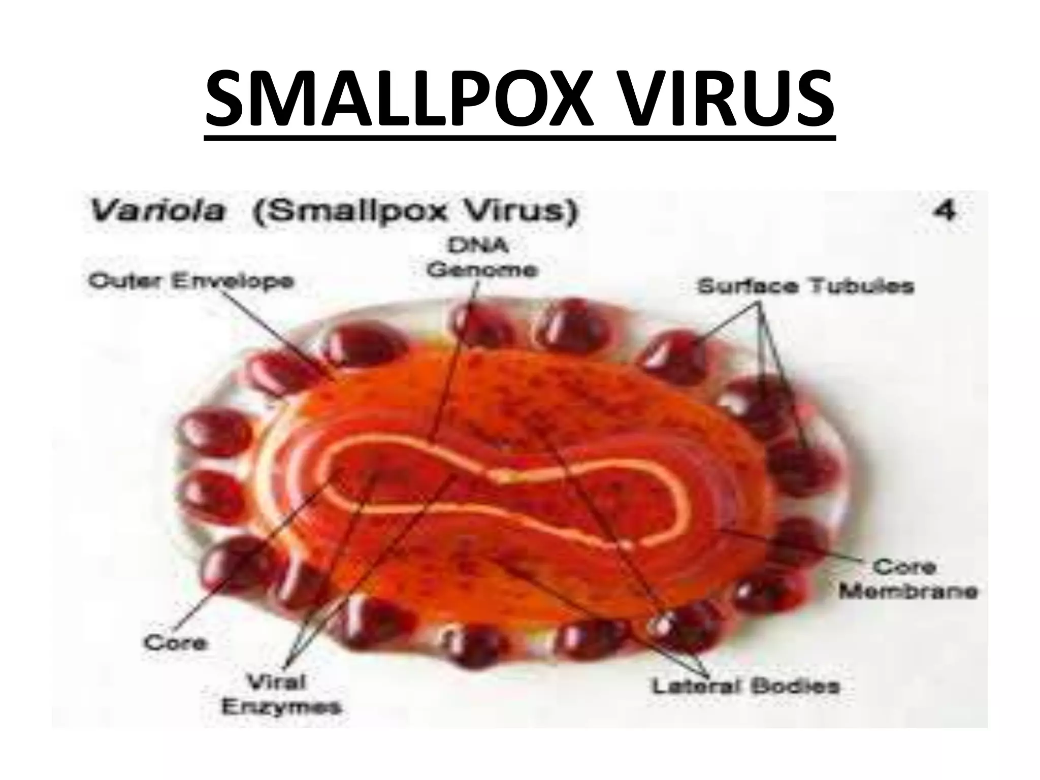 SMALLPOX VIRUS
 