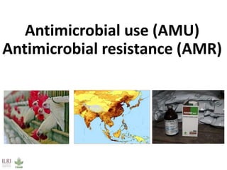 Food safety and antimicrobial resistance research: A One Health perspective