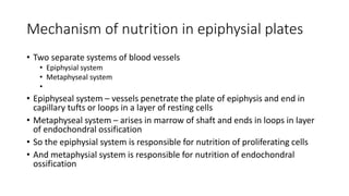 Mechanism of nutrition in epiphysial plates
• Two separate systems of blood vessels
• Epiphysial system
• Metaphyseal system
•
• Epiphyseal system – vessels penetrate the plate of epiphysis and end in
capillary tufts or loops in a layer of resting cells
• Metaphyseal system – arises in marrow of shaft and ends in loops in layer
of endochondral ossification
• So the epiphysial system is responsible for nutrition of proliferating cells
• And metaphysial system is responsible for nutrition of endochondral
ossification
 