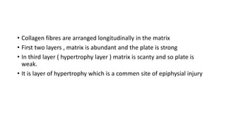 • Collagen fibres are arranged longitudinally in the matrix
• First two layers , matrix is abundant and the plate is strong
• In third layer ( hypertrophy layer ) matrix is scanty and so plate is
weak.
• It is layer of hypertrophy which is a commen site of epiphysial injury
 