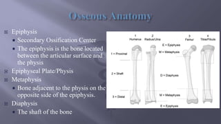  Epiphysis
 Secondary Ossification Center
 The epiphysis is the bone located
between the articular surface and
the physis
 Epiphyseal Plate/Physis
 Metaphysis
 Bone adjacent to the physis on the
opposite side of the epiphysis.
 Diaphysis
 The shaft of the bone
 