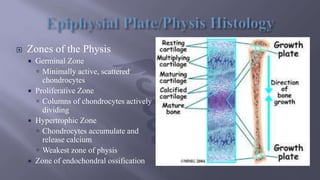  Zones of the Physis
 Germinal Zone
 Minimally active, scattered
chondrocytes
 Proliferative Zone
 Columns of chondrocytes actively
dividing
 Hypertrophic Zone
 Chondrocytes accumulate and
release calcium
 Weakest zone of physis
 Zone of endochondral ossification
 