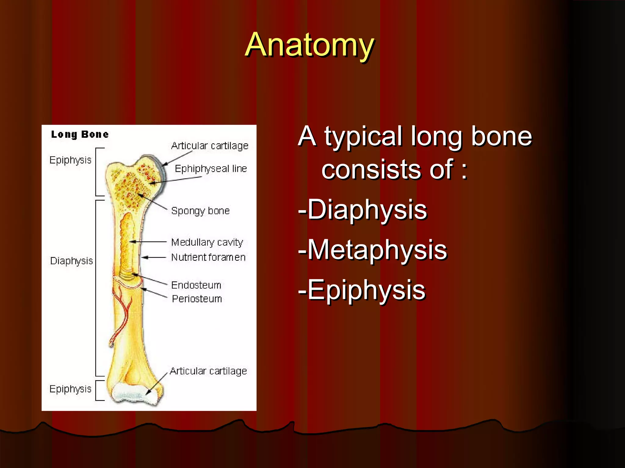 Anatomy
A typical long bone
consists of :
-Diaphysis
-Metaphysis
-Epiphysis