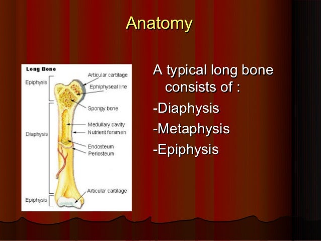 Epiphysis_UTSAV