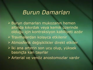 Burun Damarları
 Burun damarları mukozanın hemen
  altında kıkırdak veya kemik üzerinde
  olduğu için kontraksiyon kabiliyeti azdır
 Travmalardan kolayca etkilenir
 Atmosferik değişiklikler direkt etkiler
 İki ana arterin son ucu olup, yüksek
  basınçta kan taşırlar
 Arterial ve venöz anostomozlar vardır
 