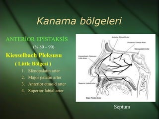 Kanama bölgeleri
ANTERİOR EPİSTAKSİS
             (% 80 – 90)

Kiesselbach Pleksusu
   ( Little Bölgesi )
      1.   Sfenopalatin arter
      2.   Major palatin arter
      3.   Anterior etmoid arter
      4.   Superior labial arter


                                   Septum
 