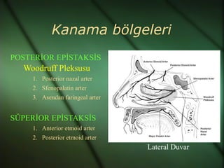 Kanama bölgeleri
POSTERİOR EPİSTAKSİS
  Woodruff Pleksusu
    1. Posterior nazal arter
    2. Sfenopalatin arter
    3. Asendan faringeal arter


SÜPERİOR EPİSTAKSİS
    1. Anterior etmoid arter
    2. Posterior etmoid arter
                                 Lateral Duvar
 