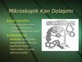 Mikroskopik Kan Dolaşımı
Küçük arterioller:
   1. Doğrudan mukoza altında,
   2. Müköz bezlerle birlikte,
   3. Kemik-kıkırdak desteğe komşu

Konkaların kan
 dolaşımı: Arteriyoller,
  subepiteliyal ve beze ait
  kapillerleri besler.
  Sinüzoidlere ve venöz
  pleksusa boşalır.
 