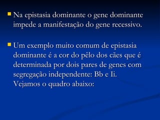 Na epistasia dominante o gene dominante impede a manifestação do gene recessivo.  Um exemplo muito comum de epistasia dominante é a cor do pêlo dos cães que é determinada por dois pares de genes com segregação independente: Bb e Ii.  Vejamos o quadro abaixo:    