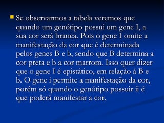 Se observarmos a tabela veremos que quando um genótipo possui um gene I, a sua cor será branca. Pois o gene I omite a manifestação da cor que é determinada pelos genes B e b, sendo que B determina a cor preta e b a cor marrom. Isso quer dizer que o gene I é epistático, em relação á B e b. O gene i permite a manifestação da cor, porém só quando o genótipo possuir ii é que poderá manifestar a cor.   
