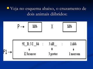 Veja no esquema abaixo, o cruzamento de dois animais diíbridos:    