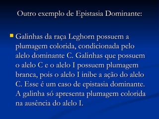 Outro exemplo de Epistasia Dominante: Galinhas da raça Leghorn possuem a plumagem colorida, condicionada pelo alelo dominante C. Galinhas que possuem o alelo C e o alelo I possuem plumagem branca, pois o alelo I inibe a ação do alelo C. Esse é um caso de epistasia dominante. A galinha só apresenta plumagem colorida na ausência do alelo I. 