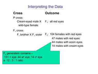Interpreting the Data
Cross Outcome
P cross:
Cream-eyed male X
wild-type female
F1: all red eyes
F1 cross:
F1 brother X F1 sister F2: 104 females with red eyes
47 males with red eyes
44 males with eosin eyes
14 males with cream eyes
F2 generation contains –
151 + eye: 44 we
eye: 14 ca
eye
a 12 : 3 : 1 ratio
 