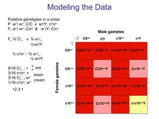 Male gametes
CY
CCXw+
Xw+
CCXw+
Y ca
ca
Xw+
Xw+
Cca
Xw+
YCXw+
CXw+
ca
Xw+
ca
Y
CXw-e
ca
Xw+
ca
Xw-e
CCXw+
Xw-e
CCXw-e
Y Cca
Xw+
Xw-e
Cca
Xw-e
Y
Cca
Xw+
Xw+
Cca
Xw+
Y ca
ca
Xw+
Xw+
ca
ca
Xw+
Y
Cca
Xw+
Xw-e
Cca
Xw-e
Y ca
ca
Xw+
Xw-e
ca
ca
Xw-e
Y
Femalegametes
Putative genotypes in a cross
P w+
/ w+
; C/C x we
/Y; ca
/ca
F1 w+
/ we
; C/ca
& w+
/Y; C/ca
F2 ¾ C/_ x ¾ w+
/_
¼ we
/Y
¼ ca
/ca x
¾ w+
/_
¼ we
/Y
9/16 C/_ ; +
3/16 ca
/ca
; +
3/16 C/_ ; we
1/16 ca
/ca
; we
Modeling the Data
red
eosin
cream
12:3:1
 