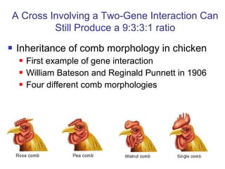  Inheritance of comb morphology in chicken
 First example of gene interaction
 William Bateson and Reginald Punnett in 1906
 Four different comb morphologies
A Cross Involving a Two-Gene Interaction Can
Still Produce a 9:3:3:1 ratio
 