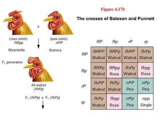 Figure 4.17b
The crosses of Bateson and Punnett
 