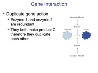 Gene Interaction
 Duplicate gene action
 Enzyme 1 and enzyme 2
are redundant
 They both make product C,
therefore they duplicate
each other
 