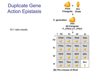Duplicate Gene
Action Epistasis
TV
TV
Tv
Tv
tV
tV
tv
tv
TTVV TTVv TtVV TtVv
TTVv TTvv TtVv Ttvv
TtVV TtVv ttVV ttVv
TtVv Ttvv ttVv ttvv
(b) The crosses of Shull
TTVV
Triangular
ttvv
Ovate
TtVv
All triangular
F1 (TtVv) x F1 (TtVv)
x
F1 generation
15:1 ratio results
 