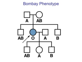 Bombay Phenotype
 