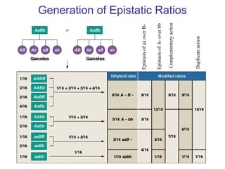 Complementaryaction
Duplicateaction
EpistasisofaaoverB-
EpistasisofA-overbb
Generation of Epistatic Ratios
 
