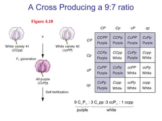 A Cross Producing a 9:7 ratio
Figure 4.18
9 C_P_ : 3 C_pp :3 ccP_ : 1 ccpp
purple white
 