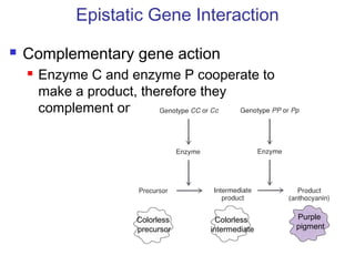 Epistatic Gene Interaction
 Complementary gene action
 Enzyme C and enzyme P cooperate to
make a product, therefore they
complement one another
Enzyme C Enzyme P
Purple
pigment
Colorless
intermediate
Colorless
precursor
 