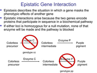  Epistasis describes the situation in which a gene masks the
phenotypic effects of another gene
 Epistatic interactions arise because the two genes encode
proteins that participate in sequence in a biochemical pathway
 If either loci is homozygous for a null mutation, none of that
enzyme will be made and the pathway is blocked
Colorless
precursor
Colorless
intermediate
Purple
pigment
Enzyme C Enzyme P
Epistatic Gene Interaction
genotype cc
genotype pp
Colorless
precursor
Colorless
intermediate
Purple
pigment
Enzyme C Enzyme P
 