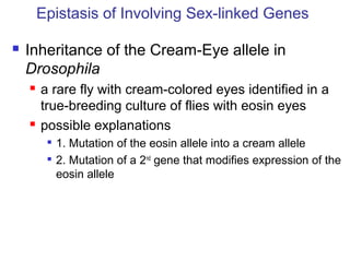  Inheritance of the Cream-Eye allele in
Drosophila
 a rare fly with cream-colored eyes identified in a
true-breeding culture of flies with eosin eyes
 possible explanations

1. Mutation of the eosin allele into a cream allele

2. Mutation of a 2nd
gene that modifies expression of the
eosin allele
Epistasis of Involving Sex-linked Genes
 