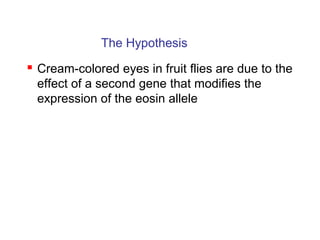 The Hypothesis
 Cream-colored eyes in fruit flies are due to the
effect of a second gene that modifies the
expression of the eosin allele
 