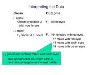 Interpreting the Data
Cross Outcome
P cross:
Cream-eyed male X
wild-type female
F1: all red eyes
F1 cross:
F1 brother X F1 sister F2: 104 females with red eyes
47 males with red eyes
44 males with eosin eyes
14 males with cream eyes
F2 generation contains males with eosin eyes
This indicates that the cream allele is
not in the same gene as the eosin allele
 