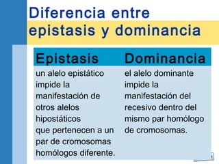 Diferencia entre 
epistasis y dominancia 
Epistasis Dominancia 
un alelo epistático 
el alelo dominante 
impide la 
impide la 
manifestación de 
manifestación del 
otros alelos 
recesivo dentro del 
hipostáticos 
mismo par homólogo 
que pertenecen a un 
de cromosomas. 
par de cromosomas 
homólogos diferente. 
 