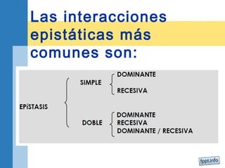 Las interacciones 
epistáticas más 
comunes son: 
 