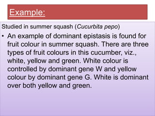 Example:
Studied in summer squash (Cucurbita pepo)
• An example of dominant epistasis is found for
fruit colour in summer squash. There are three
types of fruit colours in this cucumber, viz.,
white, yellow and green. White colour is
controlled by dominant gene W and yellow
colour by dominant gene G. White is dominant
over both yellow and green.
 