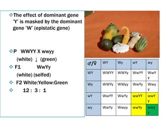 The effect of dominant gene
’Y’ is masked by the dominant
gene ’W’ (epistatic gene)
P WWYY X wwyy
(white) ↓ (green)
 F1 WwYy
(white) (selfed)
 F2 White:Yellow:Green
 12 : 3 : 1
♂/♀ WY Wy wY wy
WY WWYY WWYy WwYY WwY
y
Wy WWYy WWyy WwYy Wwy
y
wY WwYY WwYy wwYY wwY
y
wy WwYy Wwyy wwYy wwy
y
 
