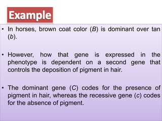 • In horses, brown coat color (B) is dominant over tan
(b).
• However, how that gene is expressed in the
phenotype is dependent on a second gene that
controls the deposition of pigment in hair.
• The dominant gene (C) codes for the presence of
pigment in hair, whereas the recessive gene (c) codes
for the absence of pigment.
 