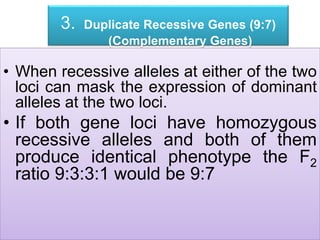 3. Duplicate Recessive Genes (9:7)
(Complementary Genes)
• When recessive alleles at either of the two
loci can mask the expression of dominant
alleles at the two loci.
• If both gene loci have homozygous
recessive alleles and both of them
produce identical phenotype the F2
ratio 9:3:3:1 would be 9:7
 
