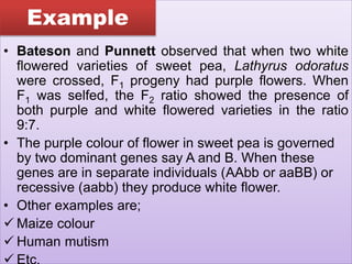 Example
• Bateson and Punnett observed that when two white
flowered varieties of sweet pea, Lathyrus odoratus
were crossed, F1 progeny had purple flowers. When
F1 was selfed, the F2 ratio showed the presence of
both purple and white flowered varieties in the ratio
9:7.
• The purple colour of flower in sweet pea is governed
by two dominant genes say A and B. When these
genes are in separate individuals (AAbb or aaBB) or
recessive (aabb) they produce white flower.
• Other examples are;
 Maize colour
 Human mutism
Example
 