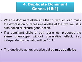 4. Duplicate Dominant
Genes. (15:1)
• When a dominant allele at either of two loci can mask
the expression of recessive alleles at the two loci, it is
also called duplicate gene action.
• If a dominant allele of both gene loci produces the
same phenotype without cumulative effect, i.e.,
independently the ratio will be 15:1.
• The duplicate genes are also called pseudoalleles
 